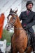 elze_photo_5620_face_tete_cheval_lineup_arabian_horse