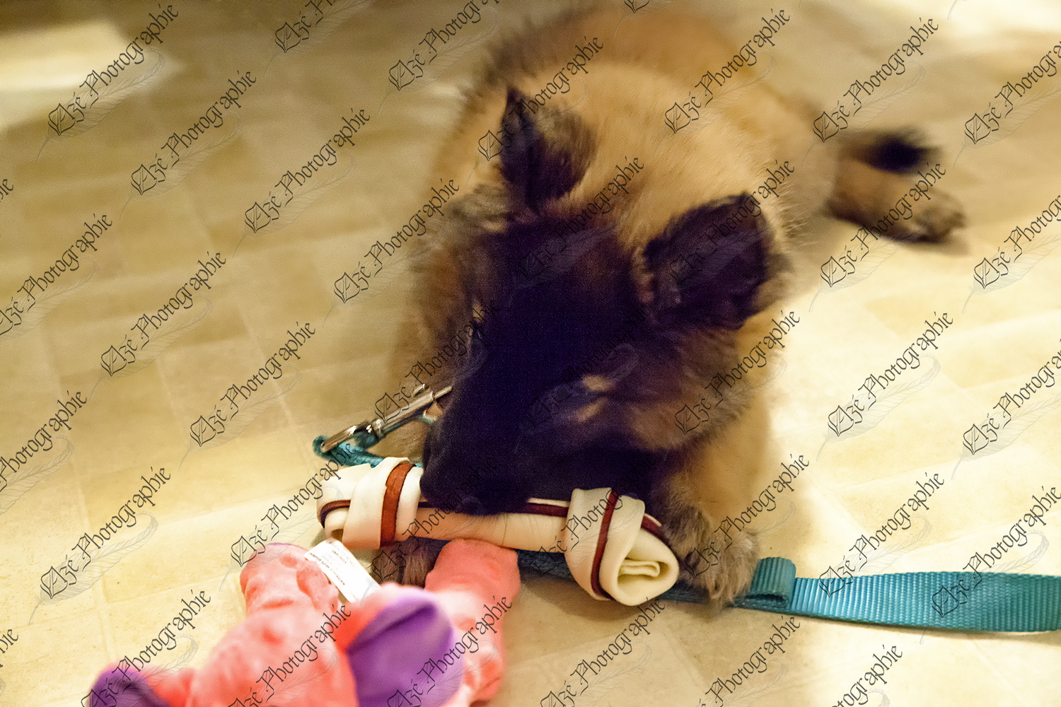 elze_photo_0043_bebe_berger_belge_chiot_puppy_playing