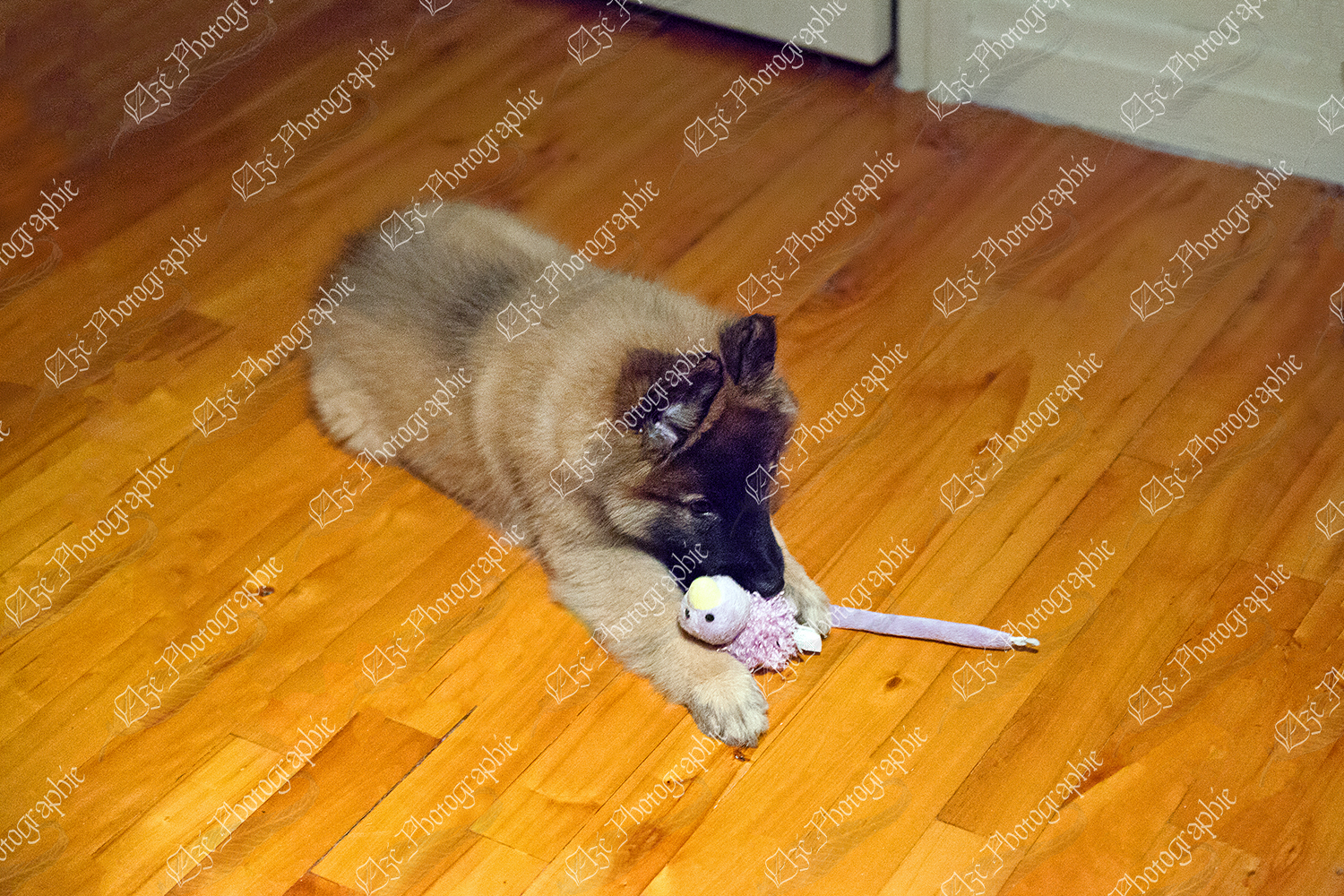 elze_photo_0067_chiot_jeu_chien_puppy_playing