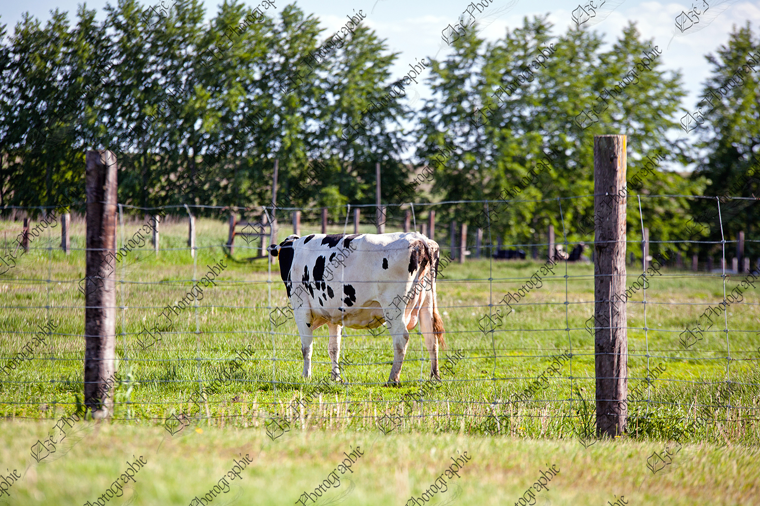 elze_photo_1229_vache_tarie_dehors_milk_yield_cow