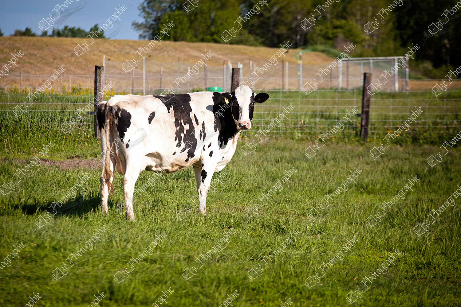 elze_photo_1247_vache_adulte_pacage_dairycow_pasture