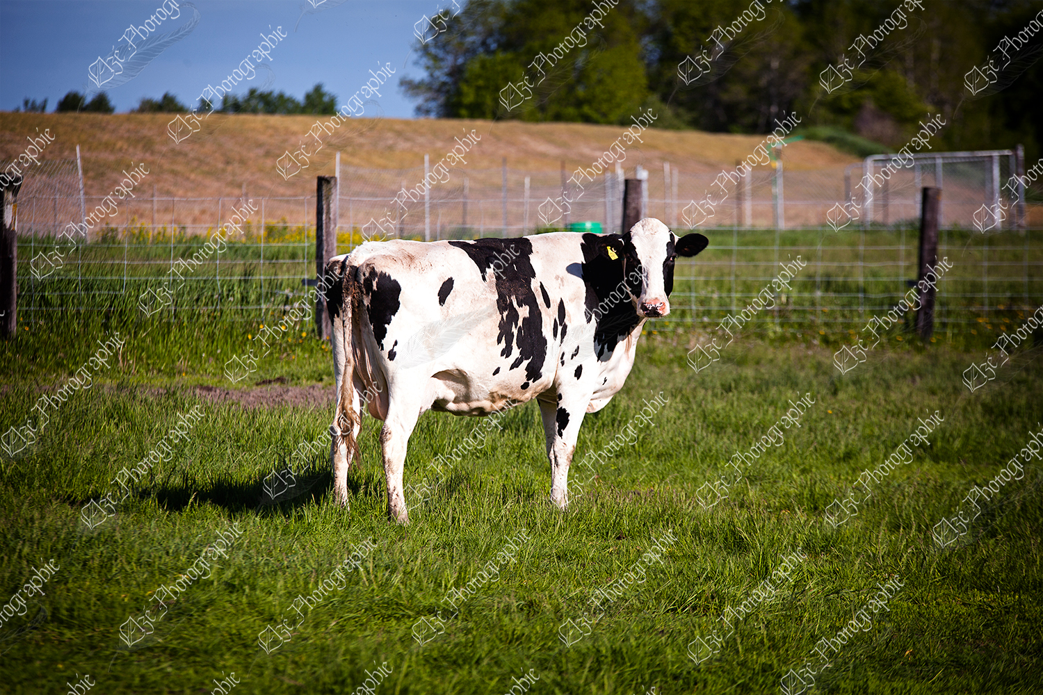 elze_photo_1248_vache_prairie_repos_dairy_cow_meadow