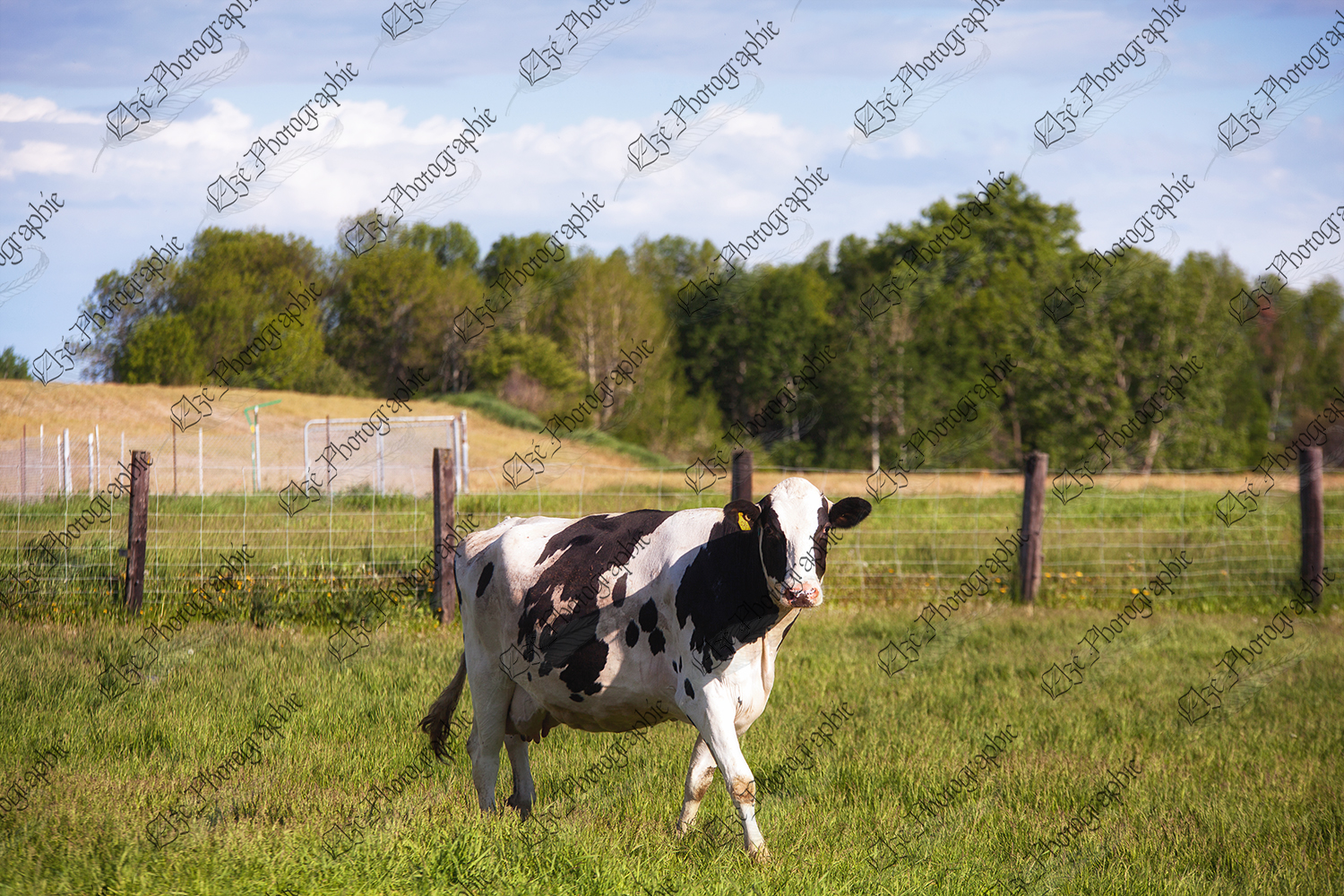 elze_photo_1250_vache_exercice_marche_holstein_cow_pasture