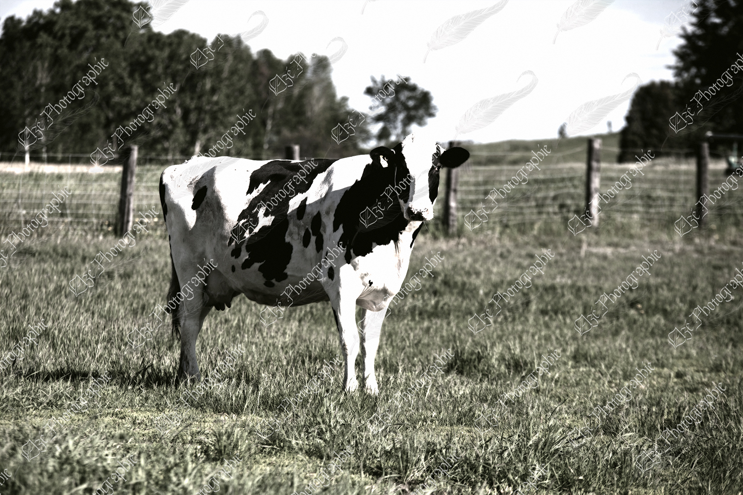 elze_photo_1252_vache_ferme_laitiere_pasture_cow_mature