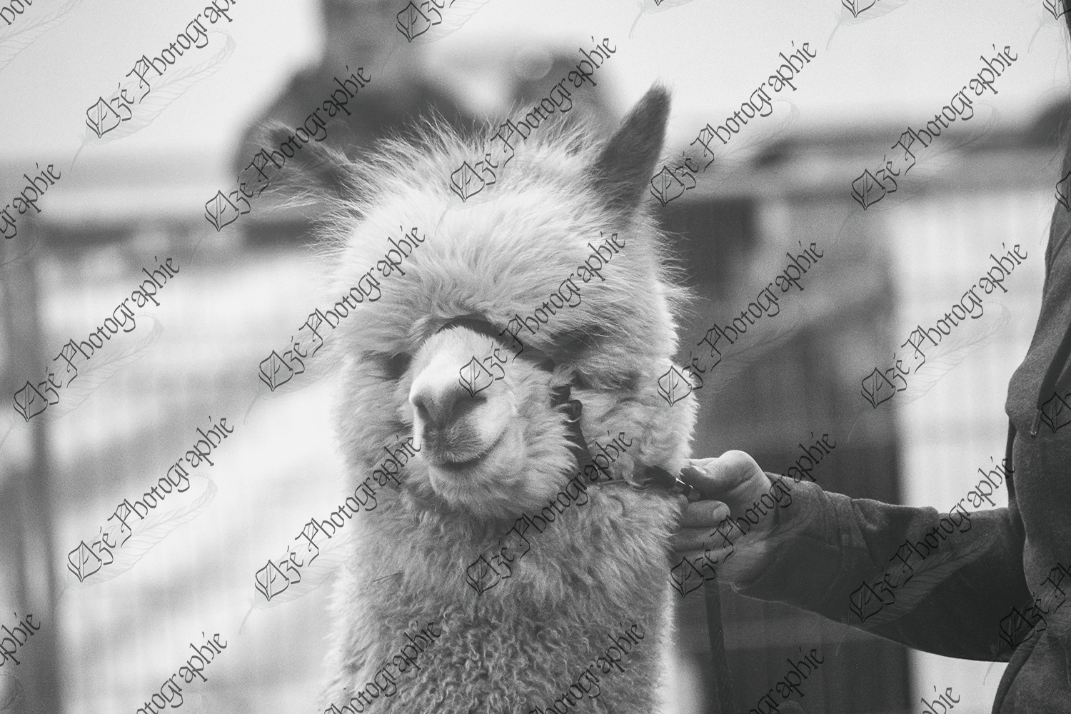 elze_photo_2071_alpaga_jugement_animalier_beautiful_happy_alpaca