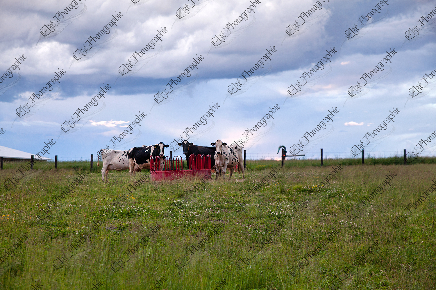 elze_photo_2339_vache_tarie_pacage_grazing_land_cows