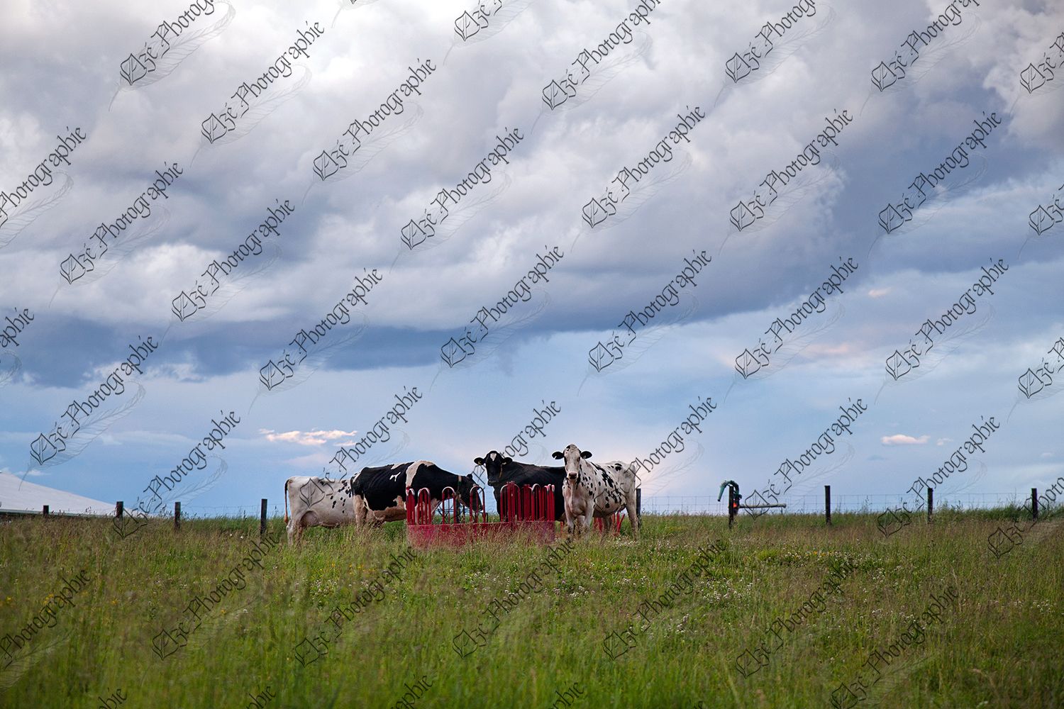elze_photo_2340_nuages_camapagne_vaches_annual_grazing_agricultural