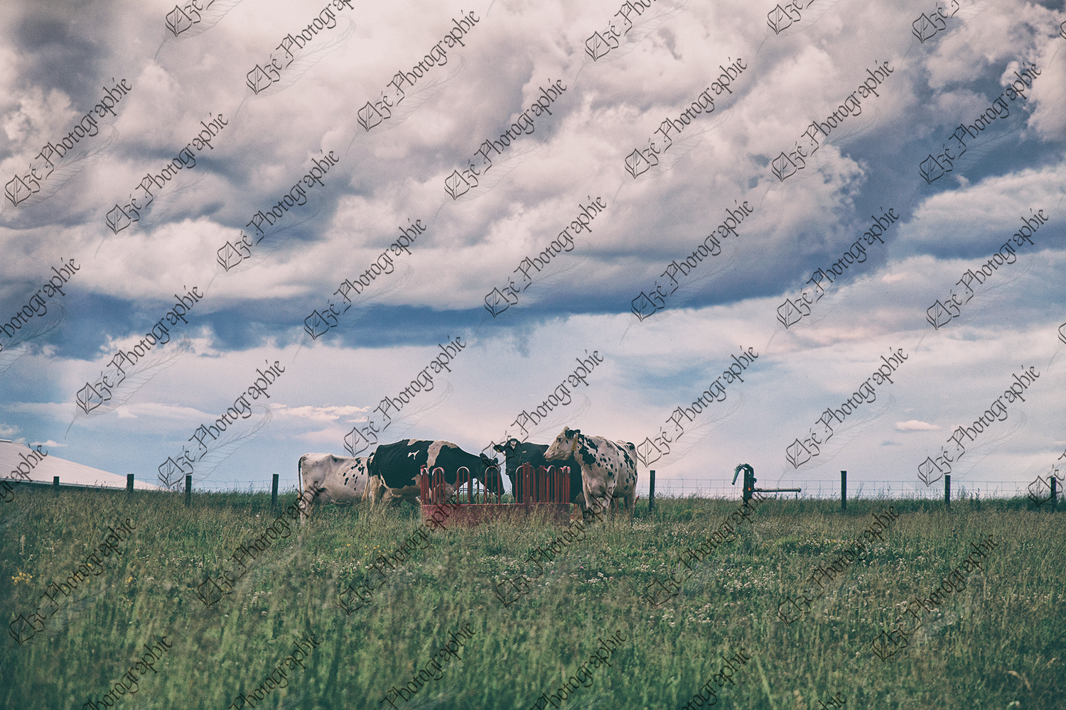 elze_photo_2342_trefle_vaches_cloture_summer_cows