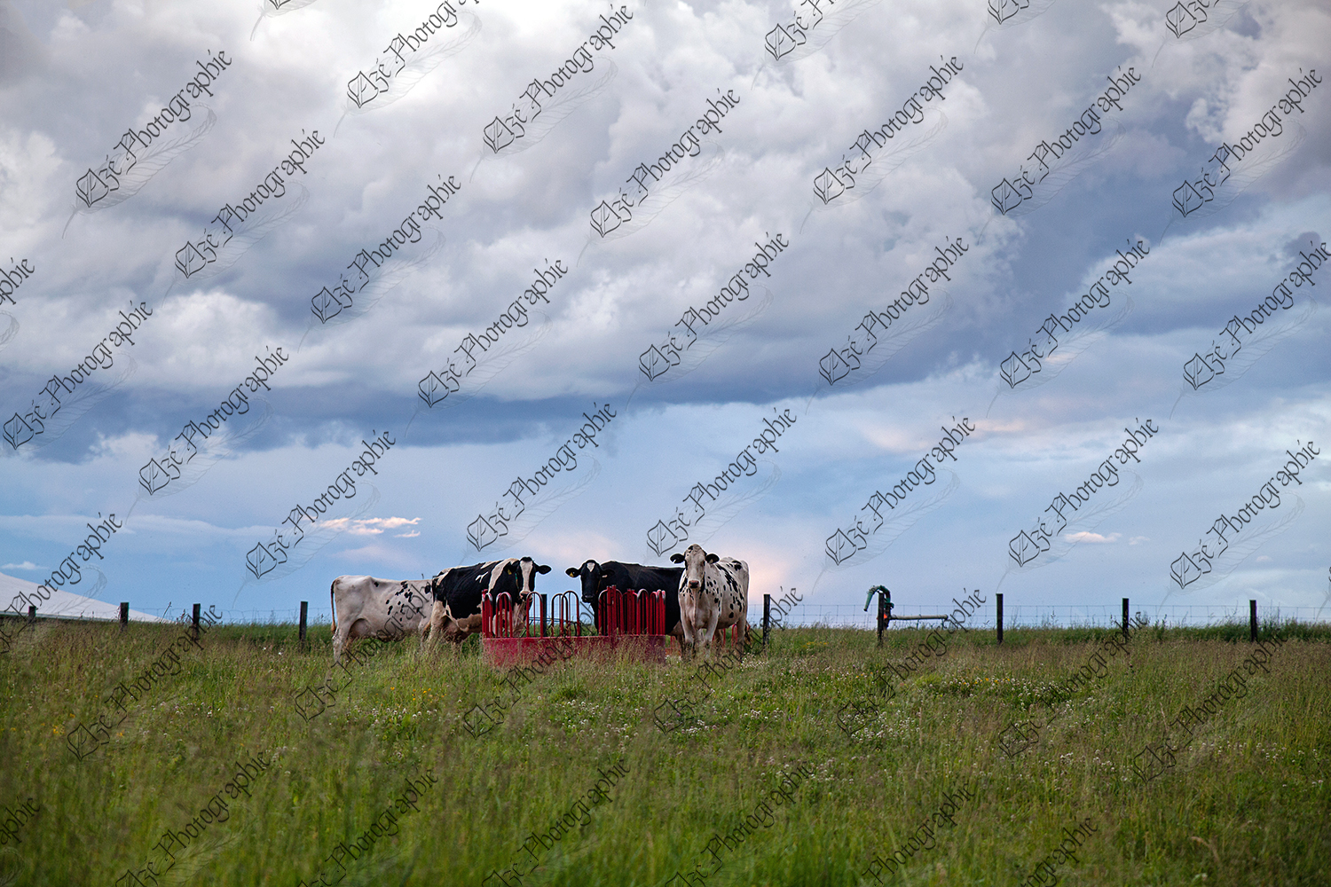 elze_photo_2343_vaches_cloture_paturage_holstein_cows_outside