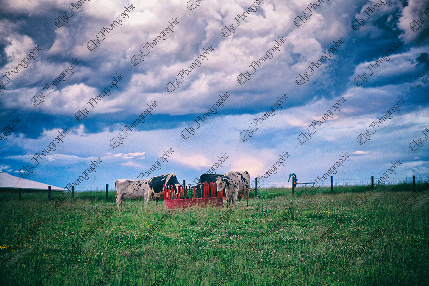 elze_photo_2346_ete_pature_vaches_holstein_pasture_cows