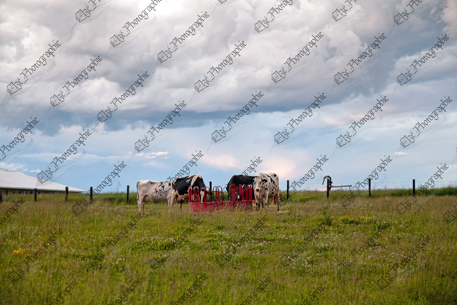 elze_photo_2347_vaches_exterieur_tarissement_summer_holstein_cows