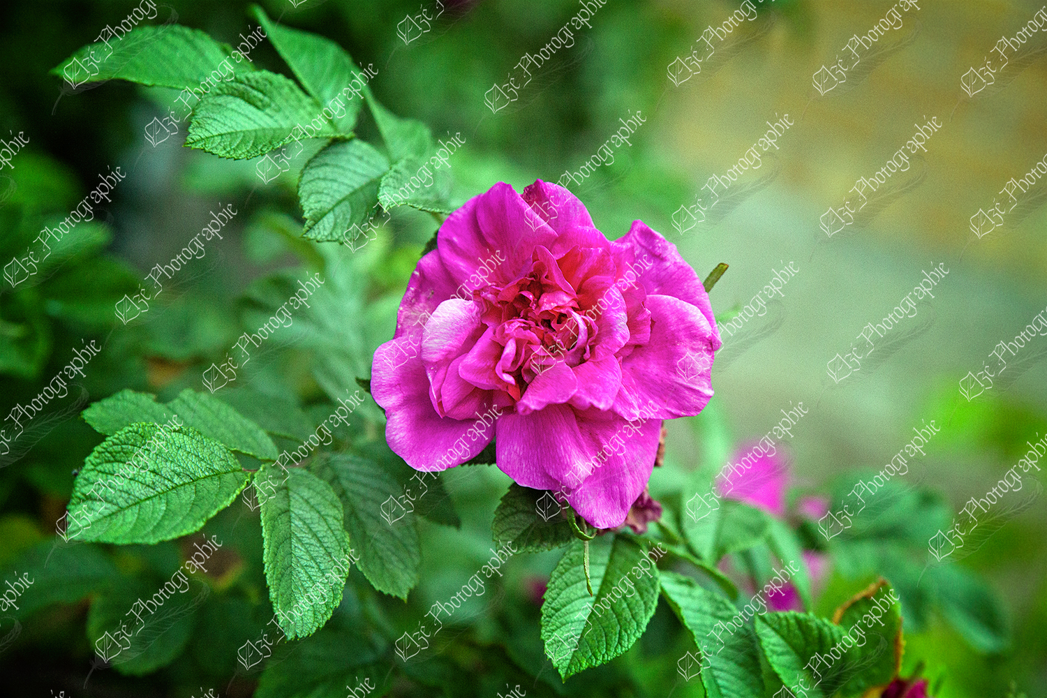 elze_photo_2357_rosier_nervure_fleur_rose_tree_pink