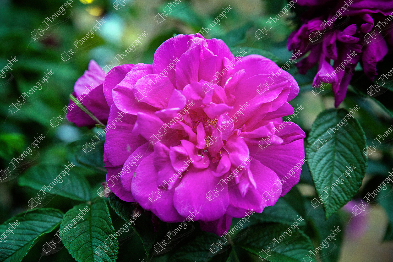 elze_photo_2359_rosier_rustique_fleur_flower_rustic_rose_bush