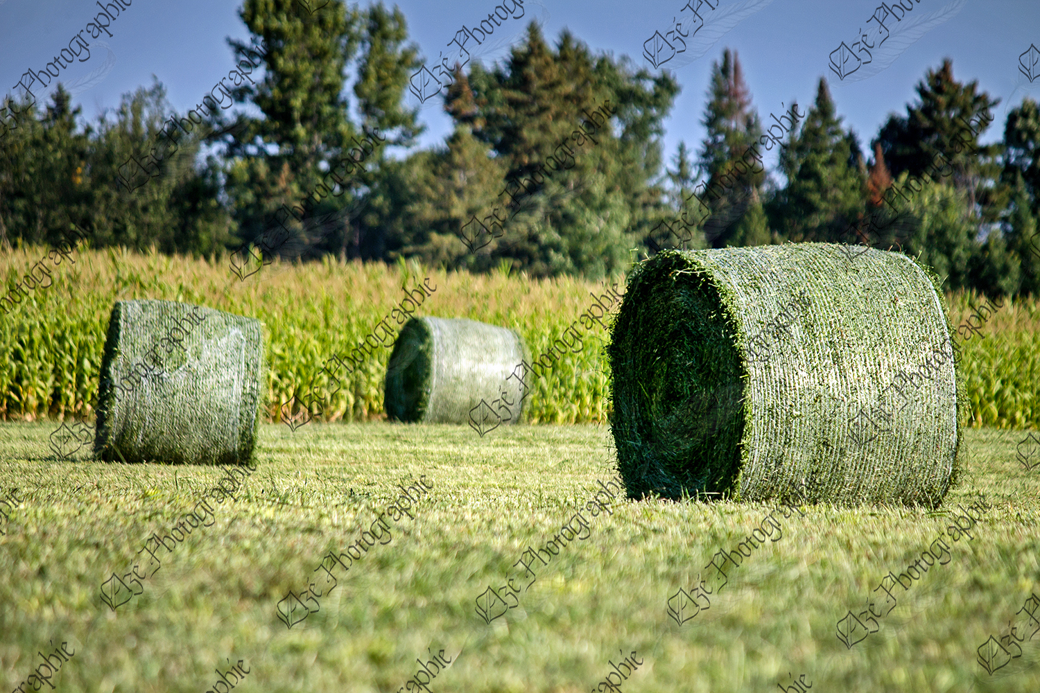 elze_photo_2429_recolte_alimentation_foin_grass_agricultural