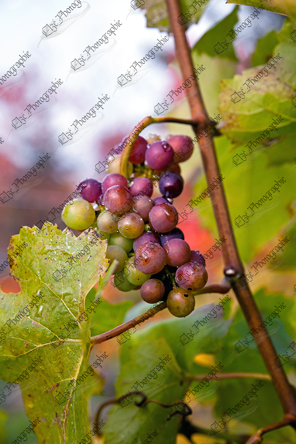 elze_photo_3297_plant_raisin_vignoble_vineyard_climbing