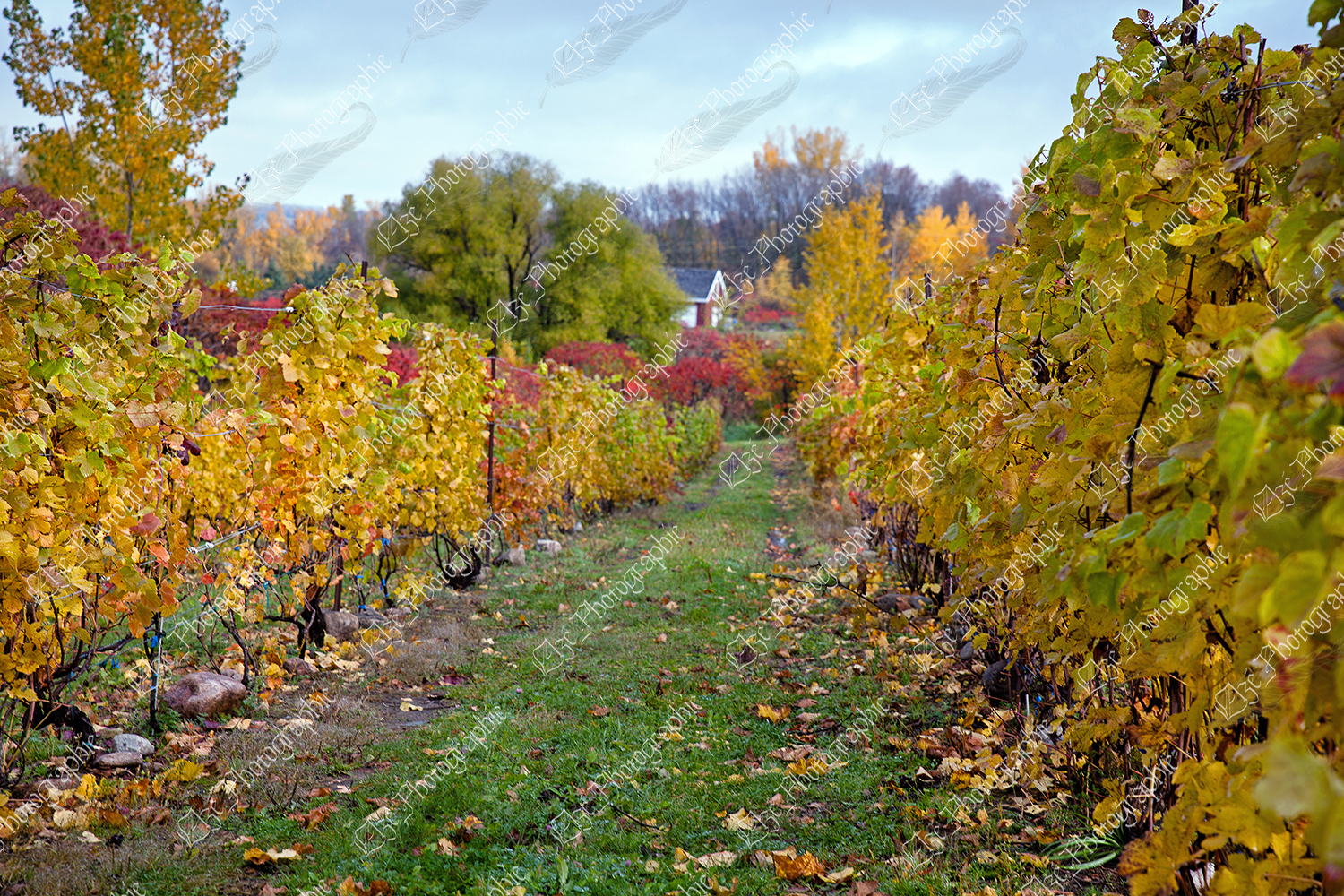 elze_photo_3301_rangee_vignoble_automne_wineyard_winery