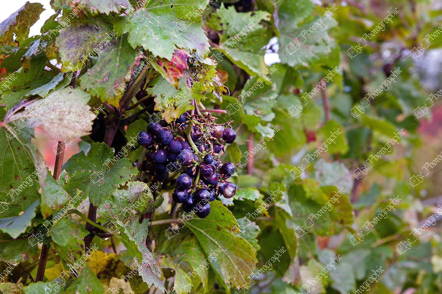 elze_photo_3303_vignoble_raisins_mauves_feuilles_bunch_of_grapes_wine