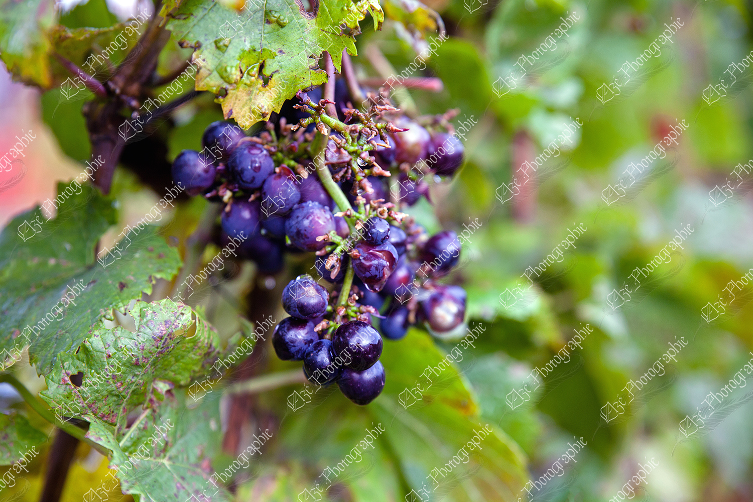 elze_photo_3304_grappe_raisins_bleus_vignoble_cluster_of_grapes_wine