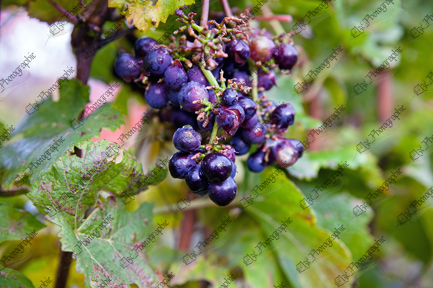 elze_photo_3305_vignoble_raisins_automne_grapefruit_fruit