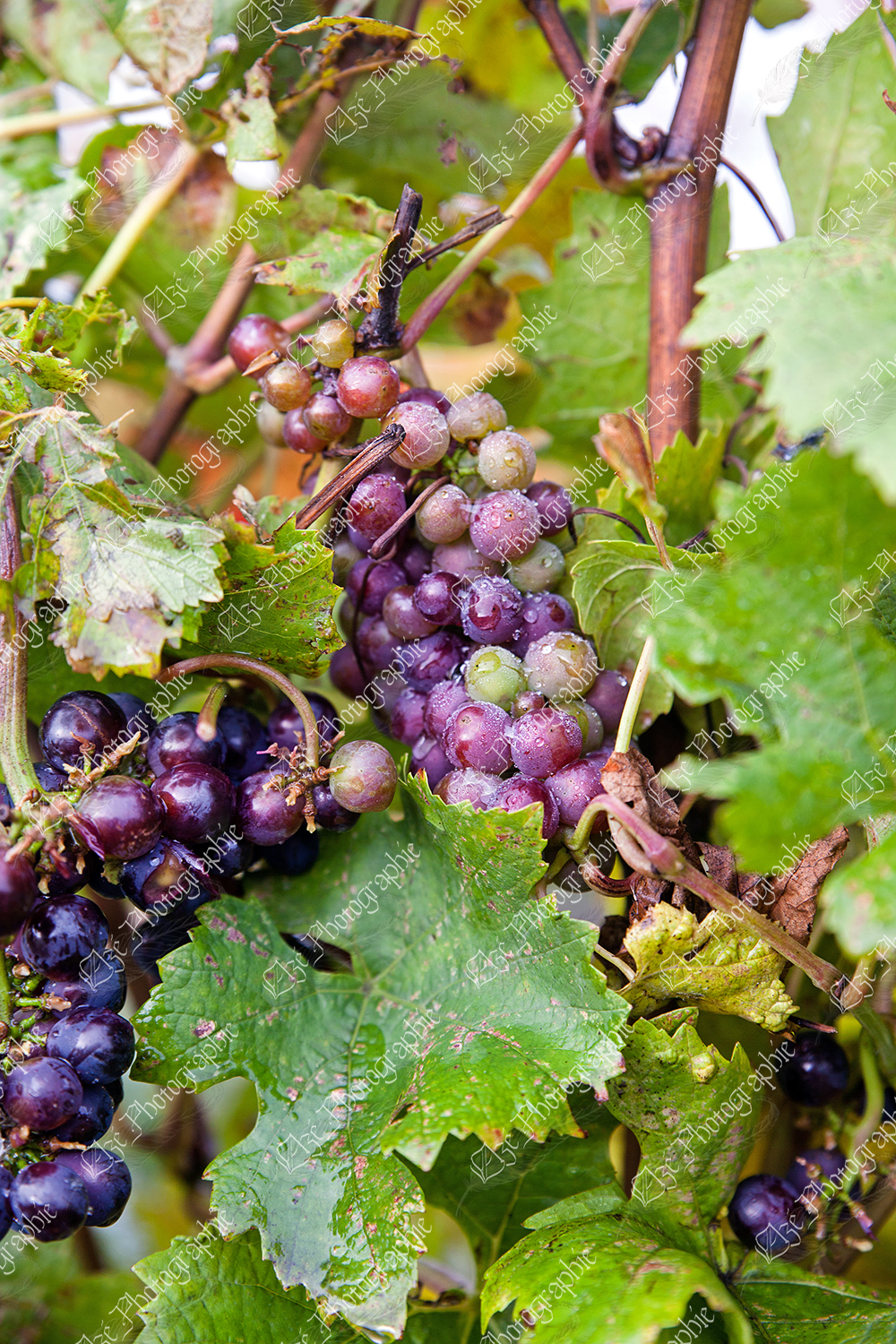 elze_photo_3306_grappes_raisins_vigne_vine_plant_grape