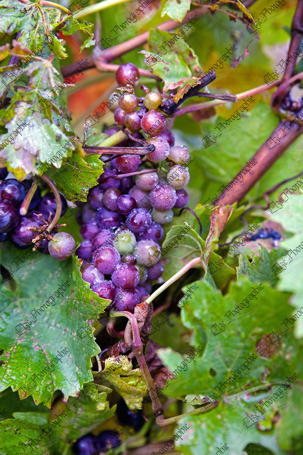 elze_photo_3307_raisins_rosee_vigne_grape_plant_autumn