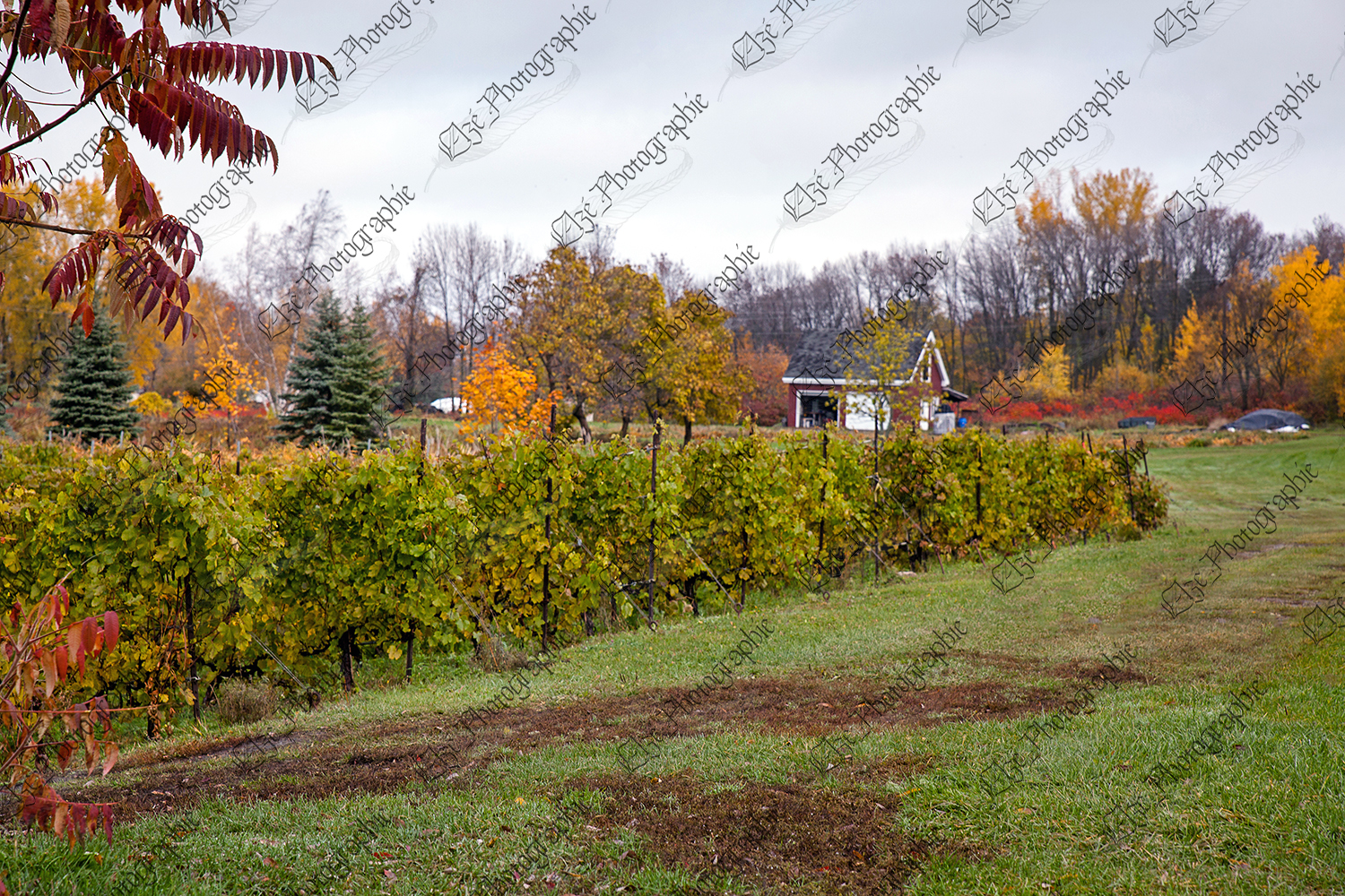 elze_photo_3322_vignoble_temperature_automne_agricultural_wine