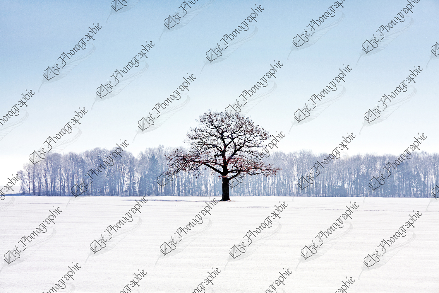 elze_photo_3804_arbre_foret_champ_winter_tree