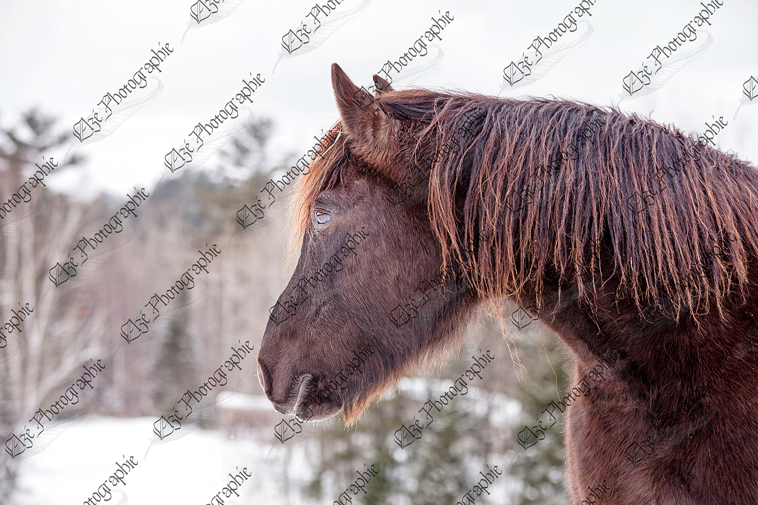 elze_photo_4471_le_cheval_criniere_cheval_canadien_horse_winter