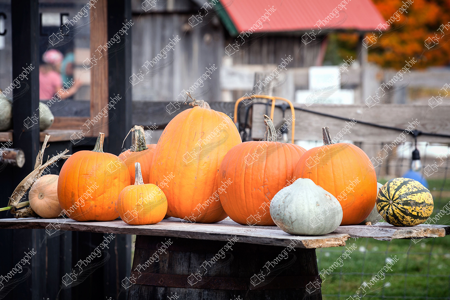 elze_photo_4616_citrouille_legume_automne_large_amount_pumpkins