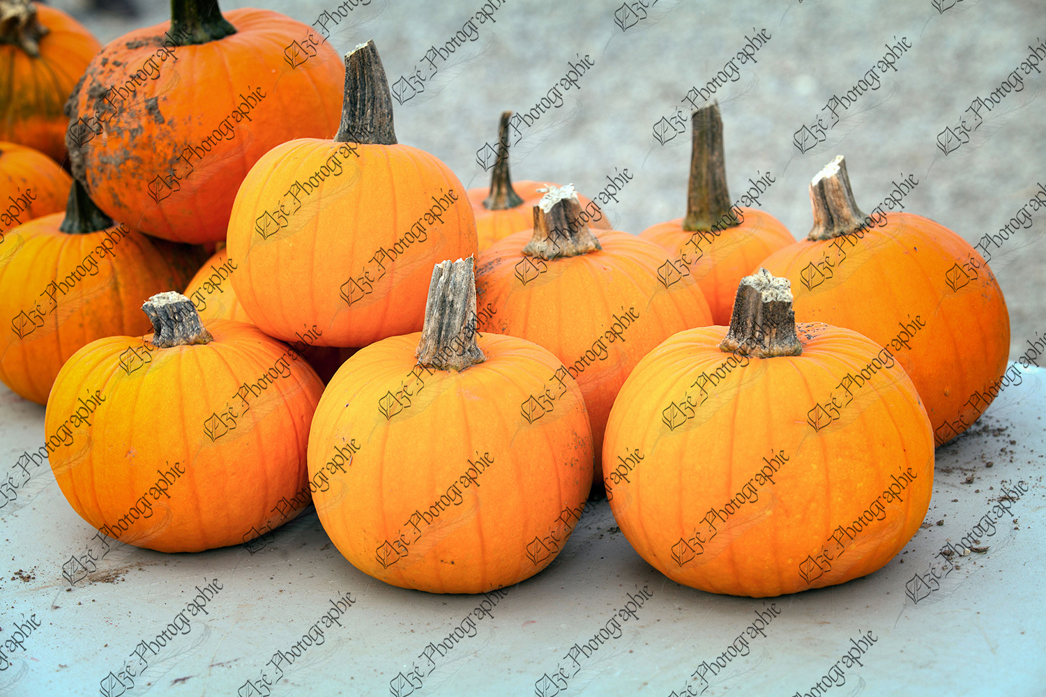 elze_photo_4632_petites_citrouilles_oranges_little_pile_pumpkins