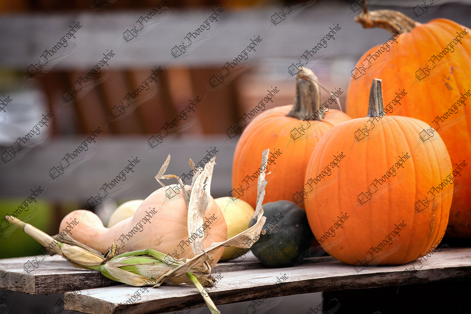 elze_photo_4636_table_automne_courges_fall_harvest