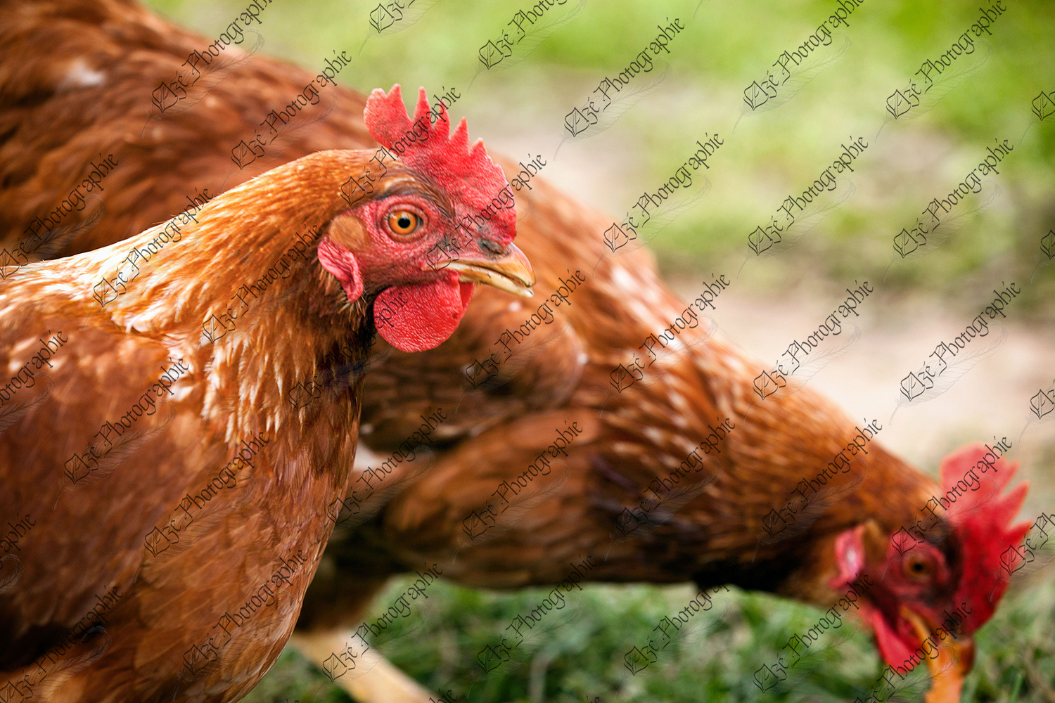 elze_photo_4648_poules_plumes_volaille_healthy_hens_outside
