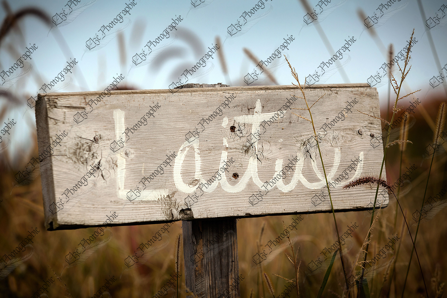 elze_photo_4658_pancarte_legume_laitue_wooden_sign