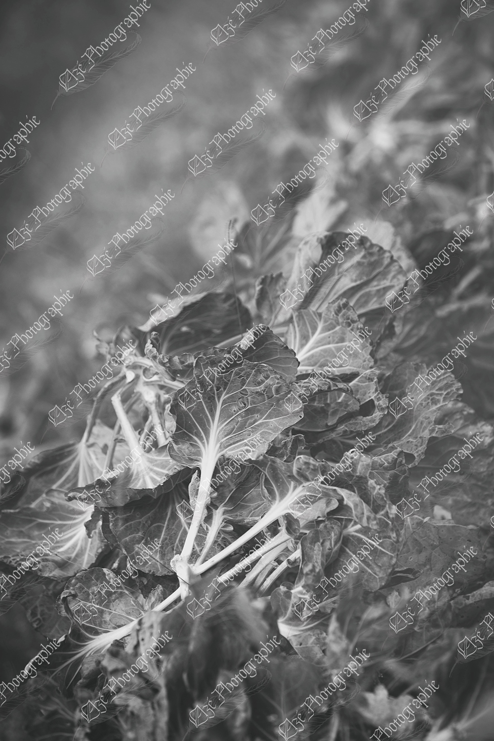 elze_photo_4661_automne_laitue_feuilles_picked_lettuce_leaves