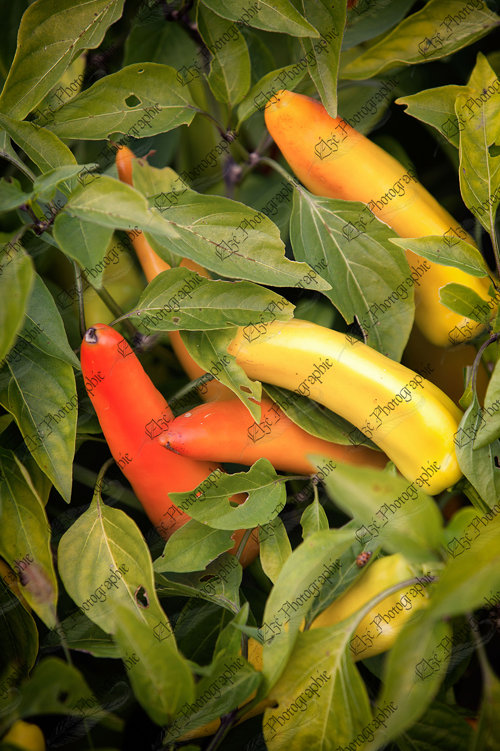 elze_photo_4667_petits_piments_delice_several_ready_peppers