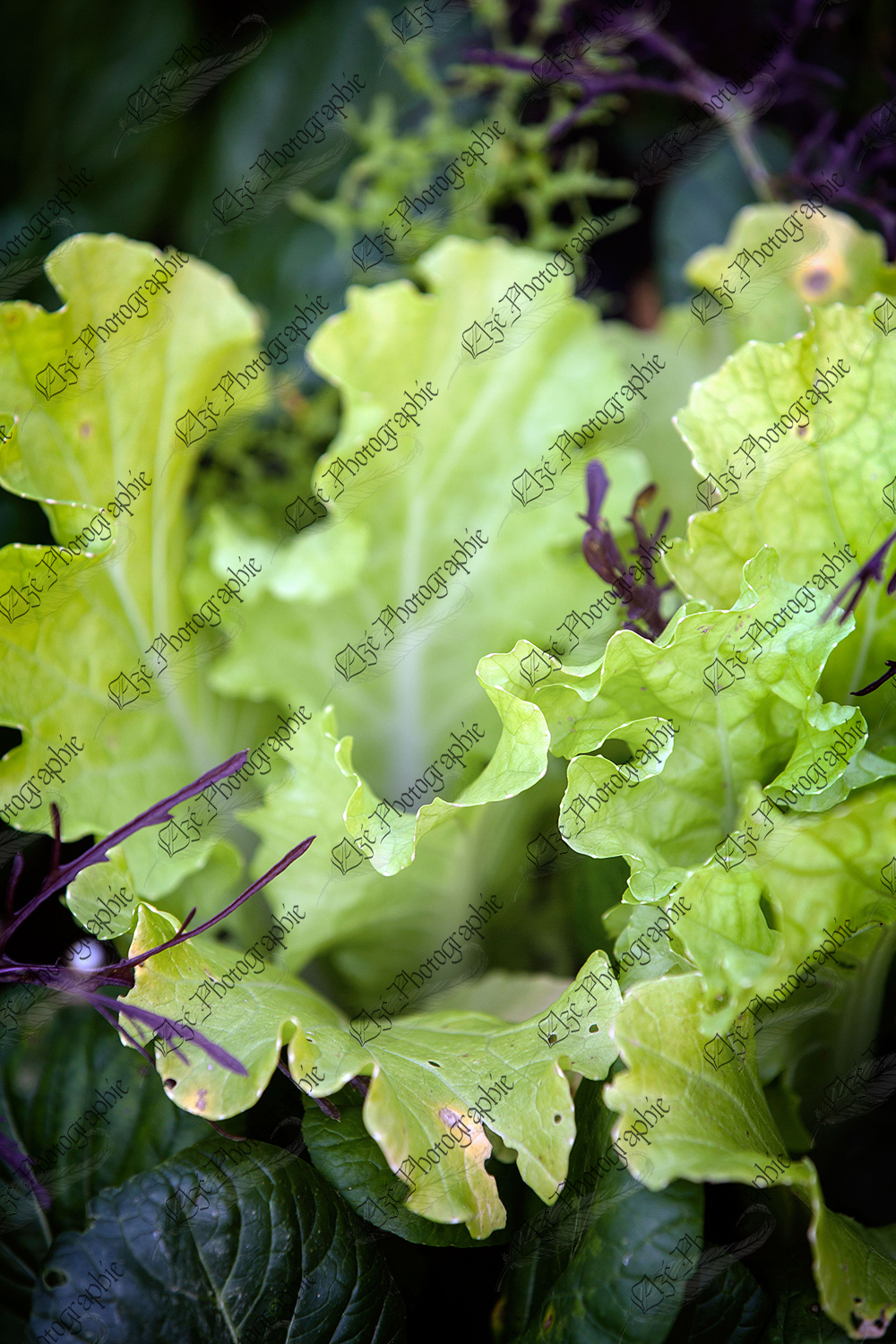 elze_photo_4677_laitue_frisee_tendre_excellent_leaf_lettuce