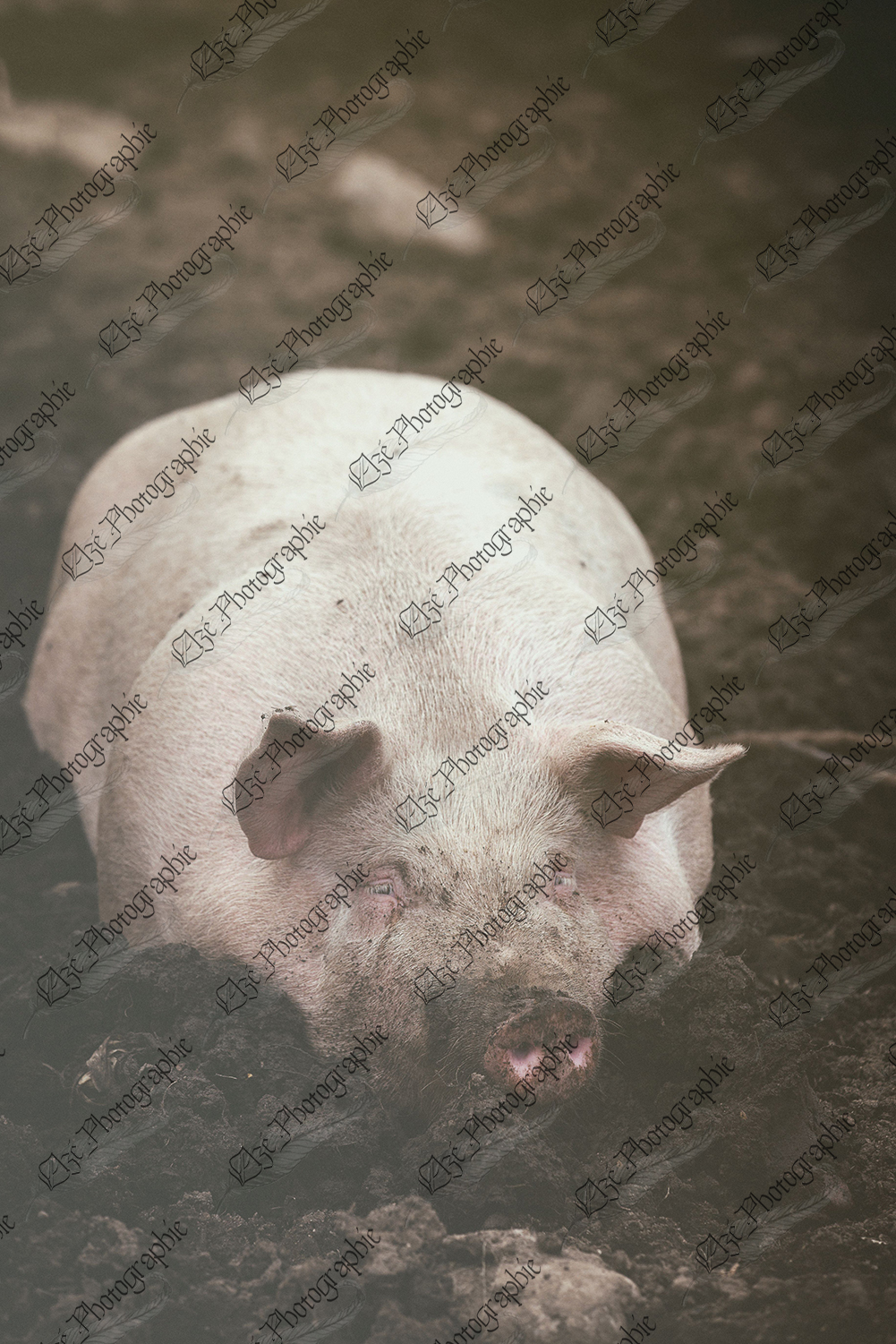 elze_photo_4695_grosse_truie_confortable_sow_lying_comfortably_mud