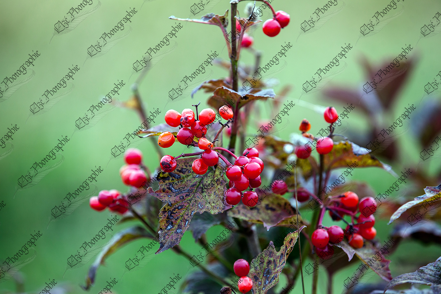 elze_photo_4714_baies_sauvages_arbuste_wild_berries_plant