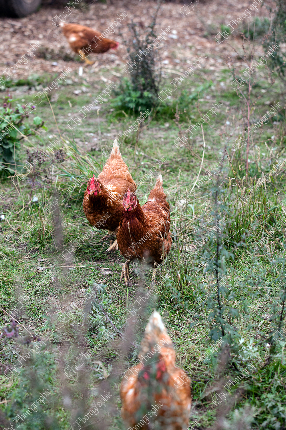 elze_photo_4726_poules_rousses_libres_freerange_chickens