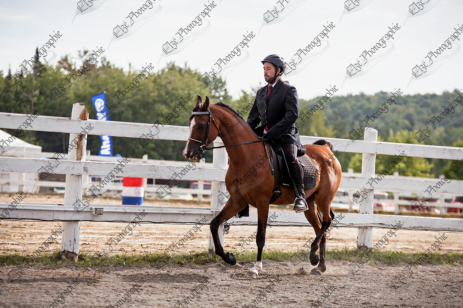 elze_photo_5492_competition_equestre_cheval_show_horse