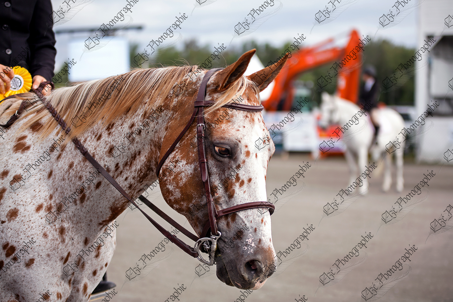 elze_photo_5638_cheval_selle_anglaise_spectacle_horse_competition
