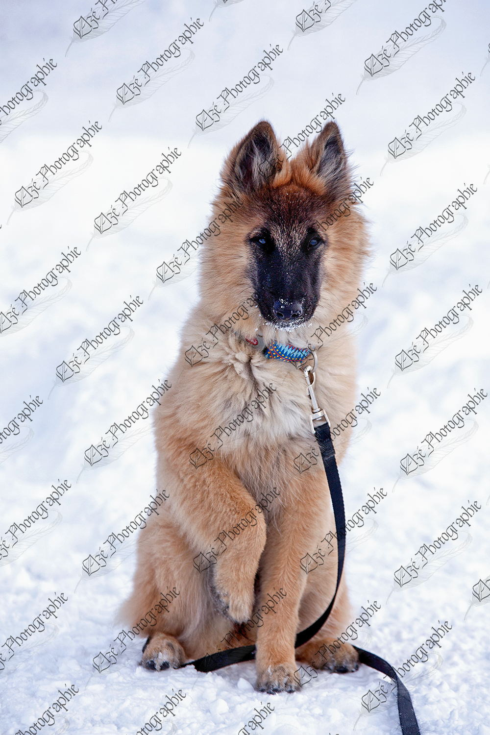 elze_photo_5898_puppy_berger_hiver_dog_baby