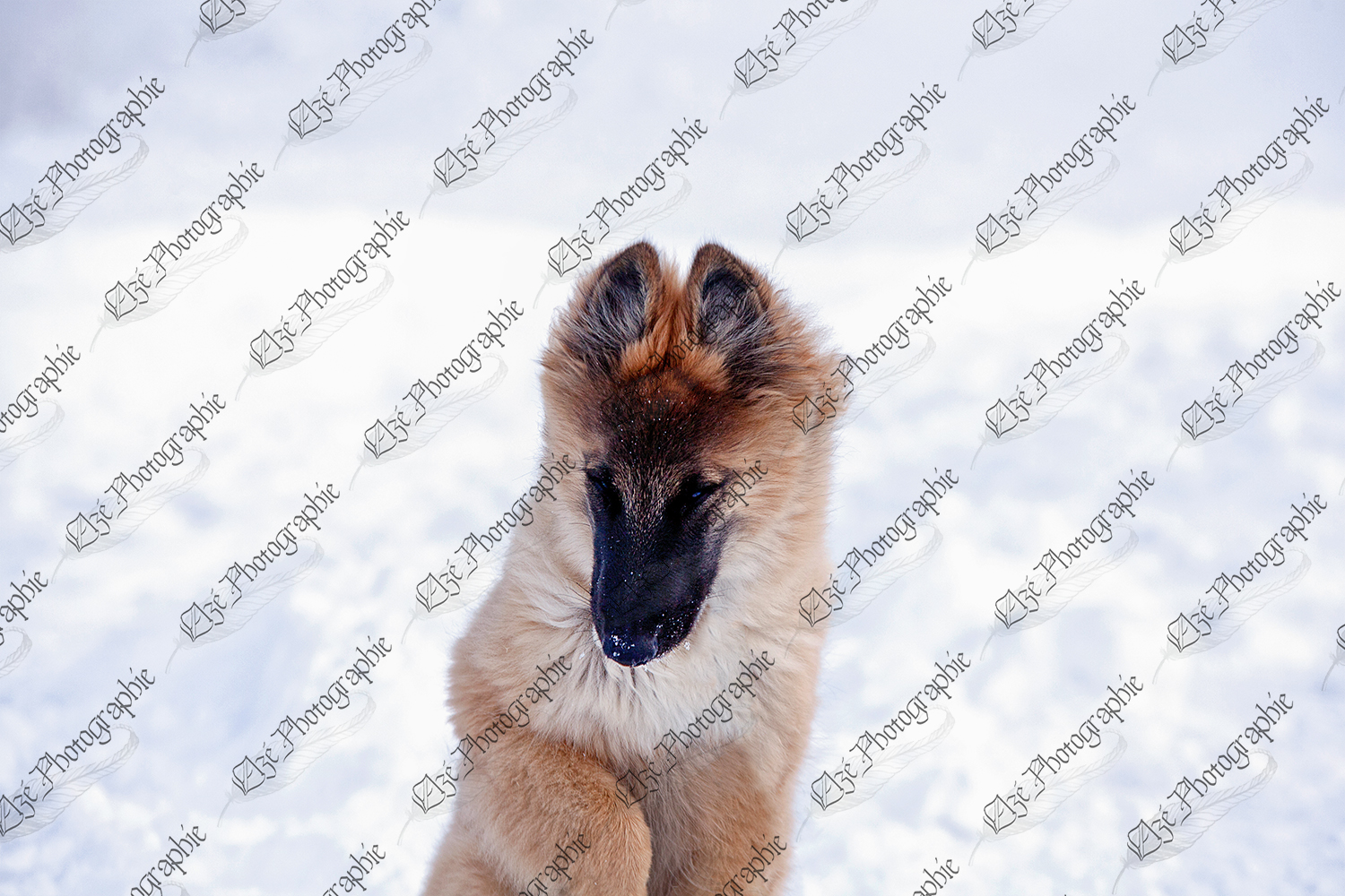 elze_photo_5902_berger_belge_chiot_hiver_doggy_snow
