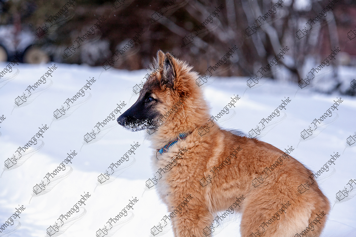 elze_photo_5906_chiot_berger_neige_dog_winter