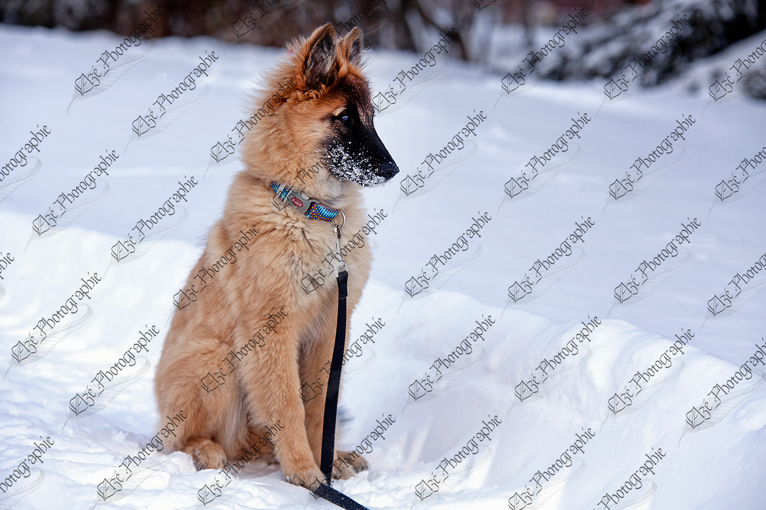 elze_photo_5908_chiot_promenade_chien_dog_winter