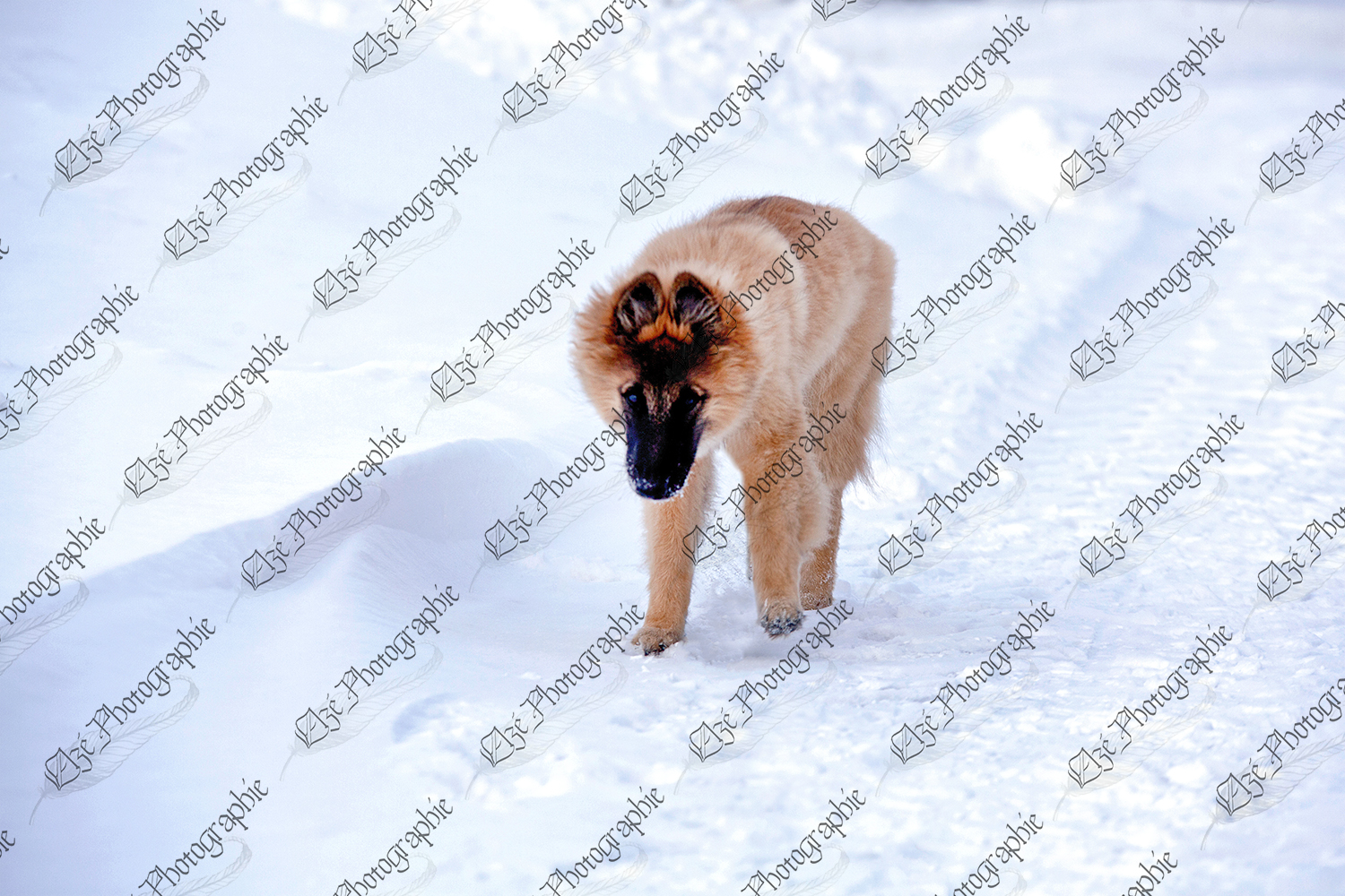 elze_photo_5911_berger_chien_marche_winter_dog