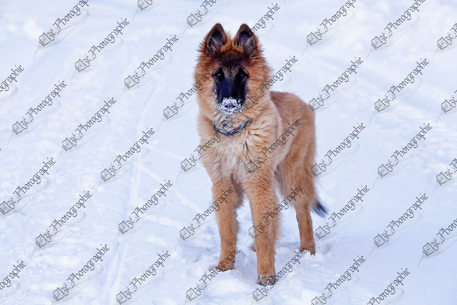 elze_photo_5918_chien_berger_belge_promenade_puppy_snow