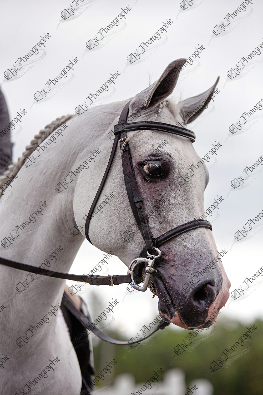 elze_photo_5947_tete_tresse_cheval_arabian_horse_harness