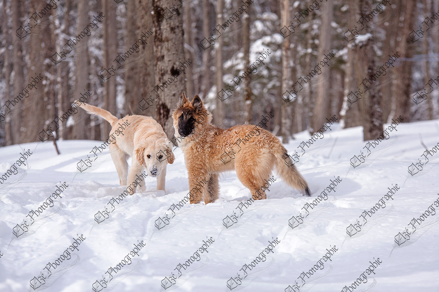 elze_photo_5980_chiens_hiver_erabliere_dogs_puppy