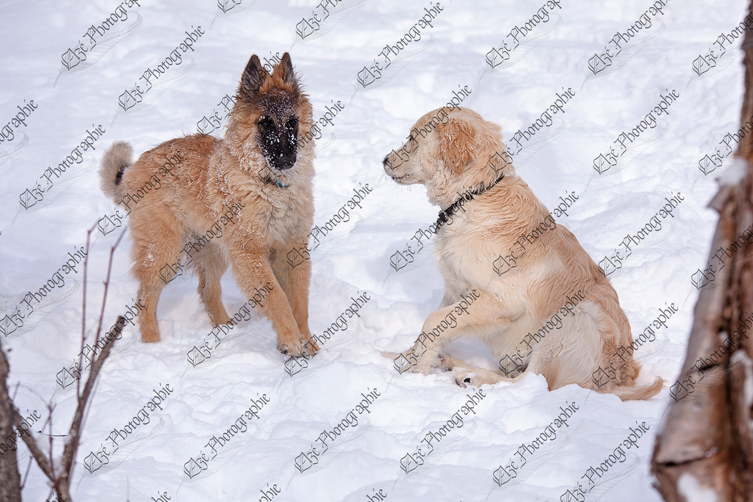 elze_photo_5989_chiots_erabliere_hiver_dogs_playing